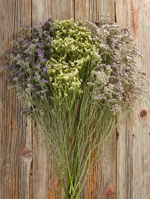  LIMONIUM ASSORTED BLUE, PINK  AND WHITE